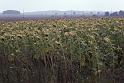 RWT 0370 375-18 Germany Sunflowers